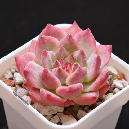 Echeveria colorata hybrid Korean Succulent Plant