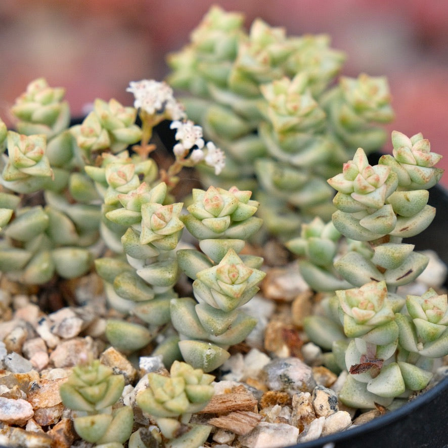 Variegated Crassula Pastel Succulent Plant