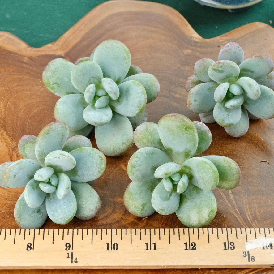 Jeronimoa Cuicatecana Korean Succulent Plant