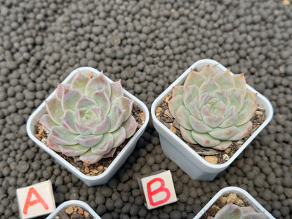 Echeveria Lilac Card Korean Succulent Plant Changhee hybrid