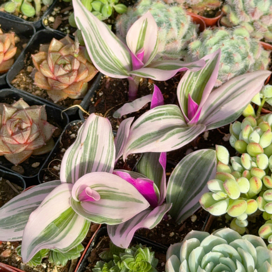 Tradescantia Nanouk Succulent Plant