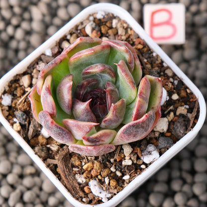 Variegated Echeveria Blueberry Latte Korean Succulent Plant