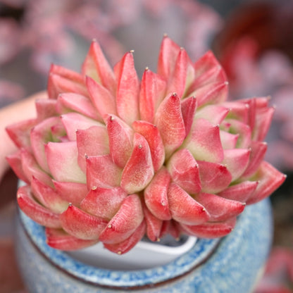 Echeveria Floriditi Imported Succulent Plant