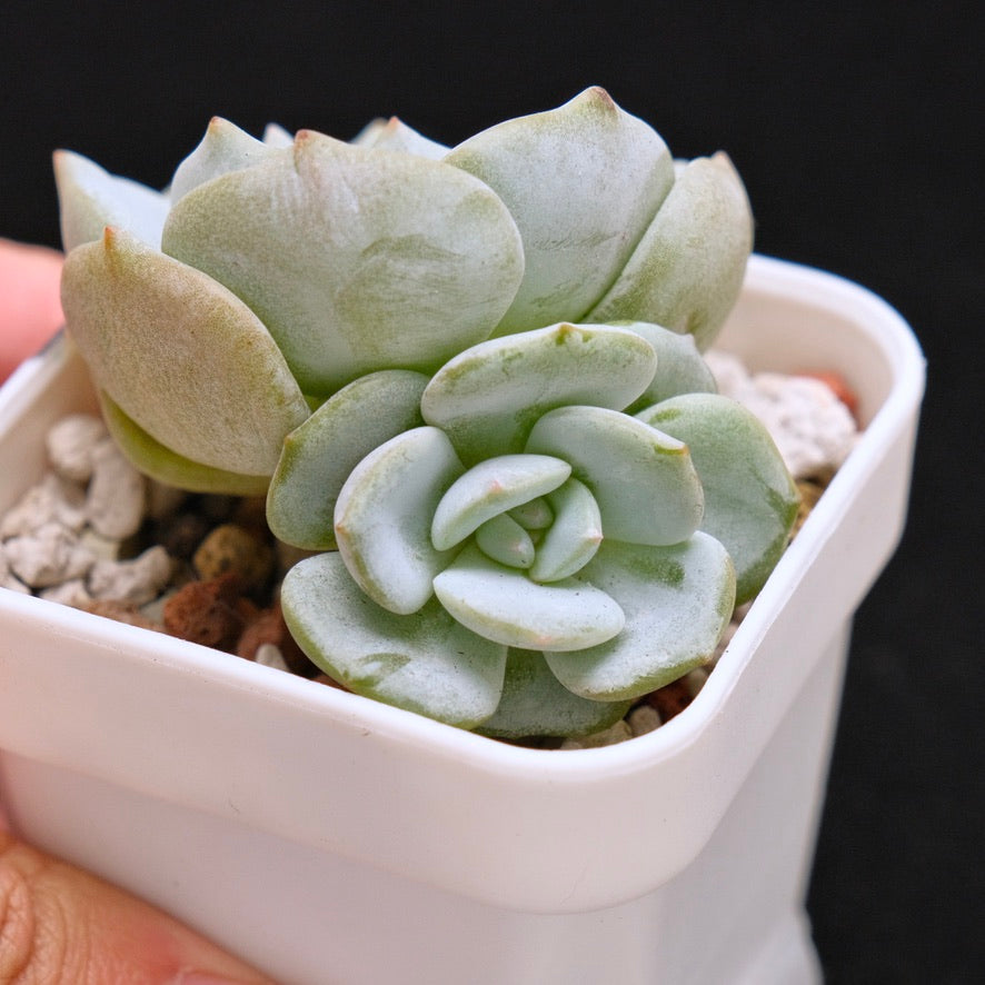 Echeveria Snow Field Korean Succulent Plant
