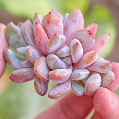 Echeveria Trumso cluster Imported Succulent Plant