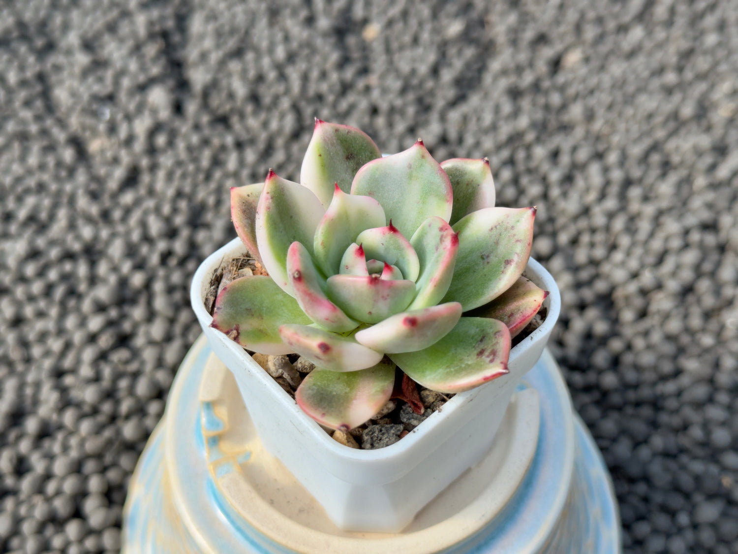 Variegated Echeveria Flamenco Imported Succulent Plant