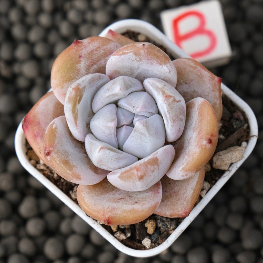 Echeveria Snow White Imported Succulent Plant