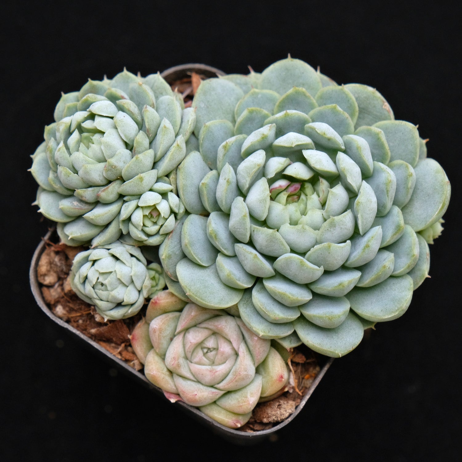 Echeveria Sugar Princess Korean Succulent Plant