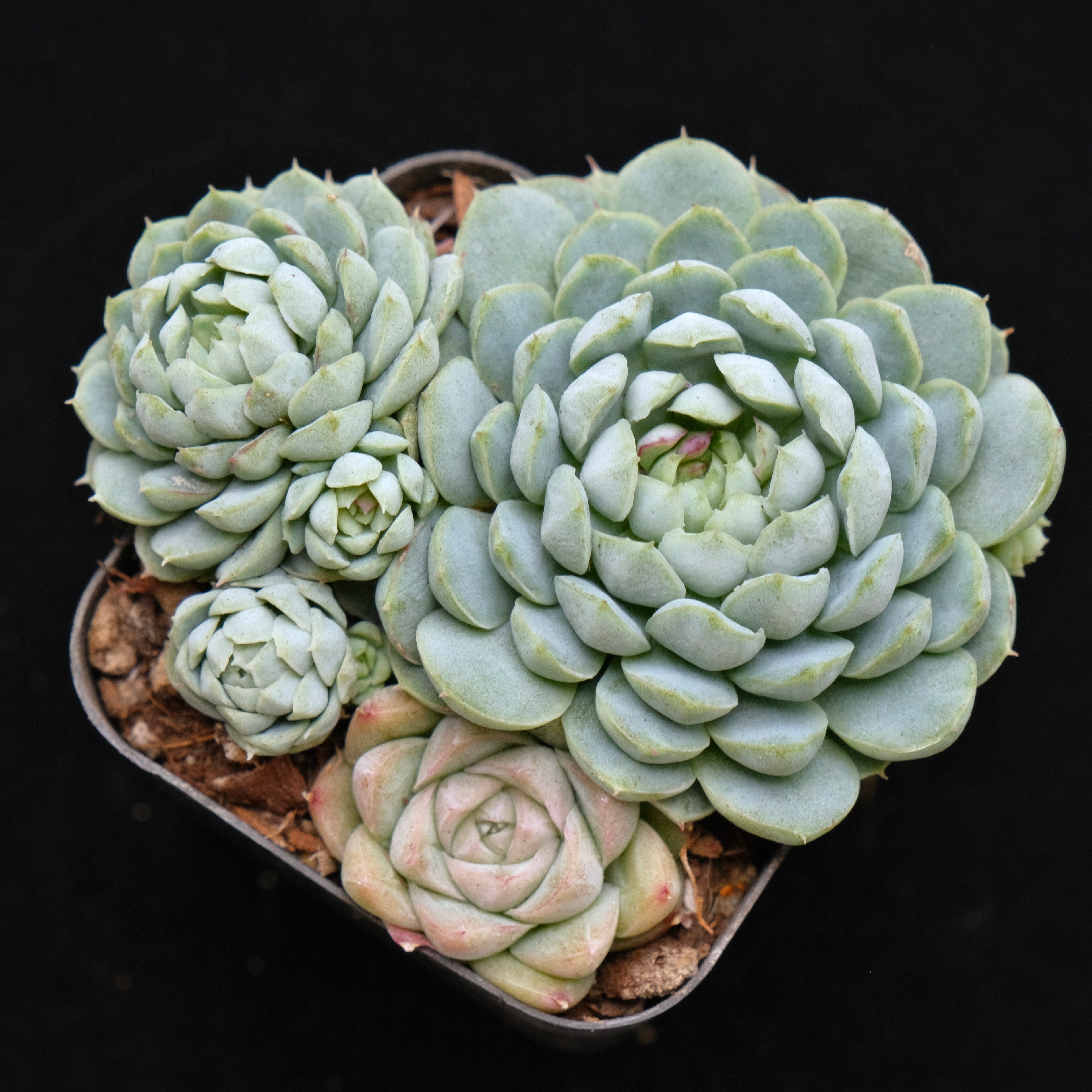 Echeveria Sugar Princess Korean Succulent Plant