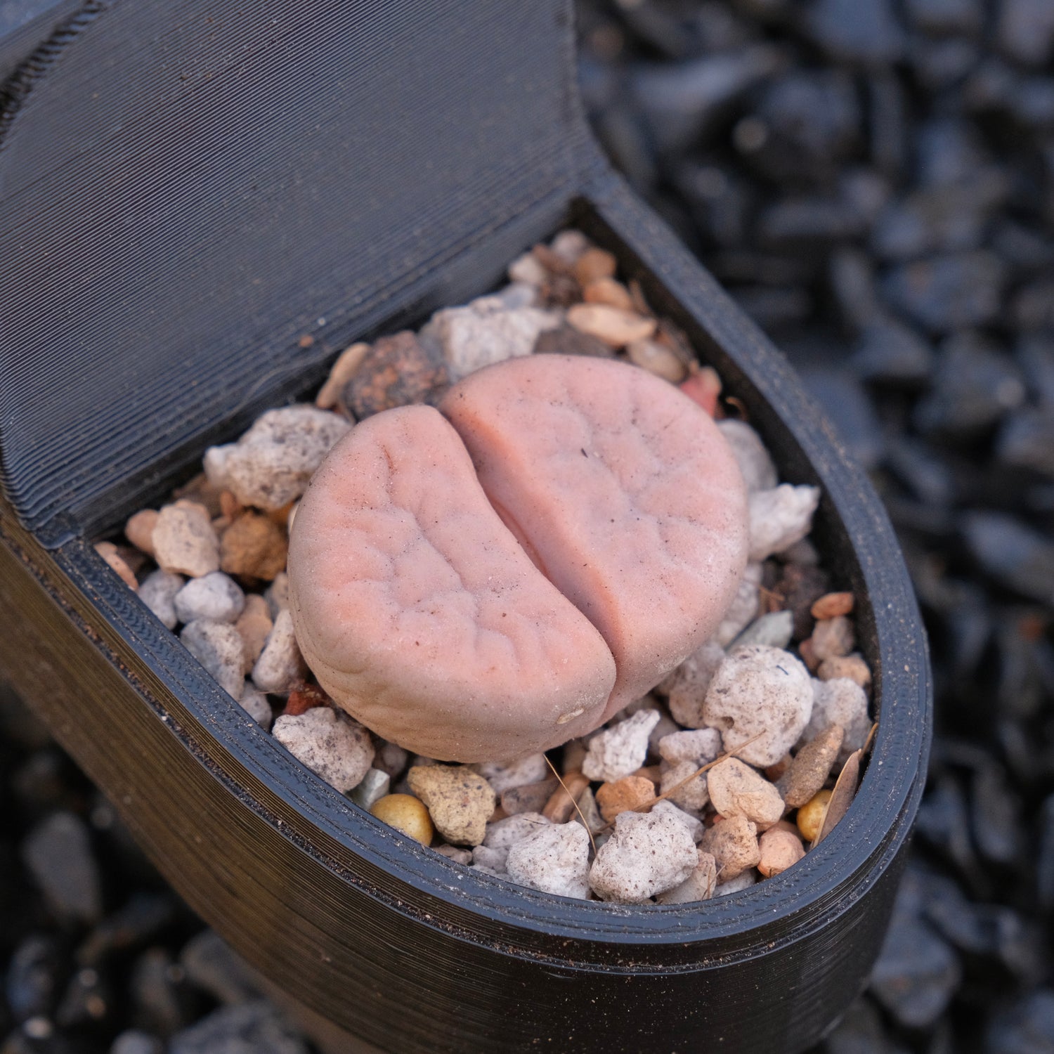 Lithops and Toilet Pot Locally Grown Succulent Plant