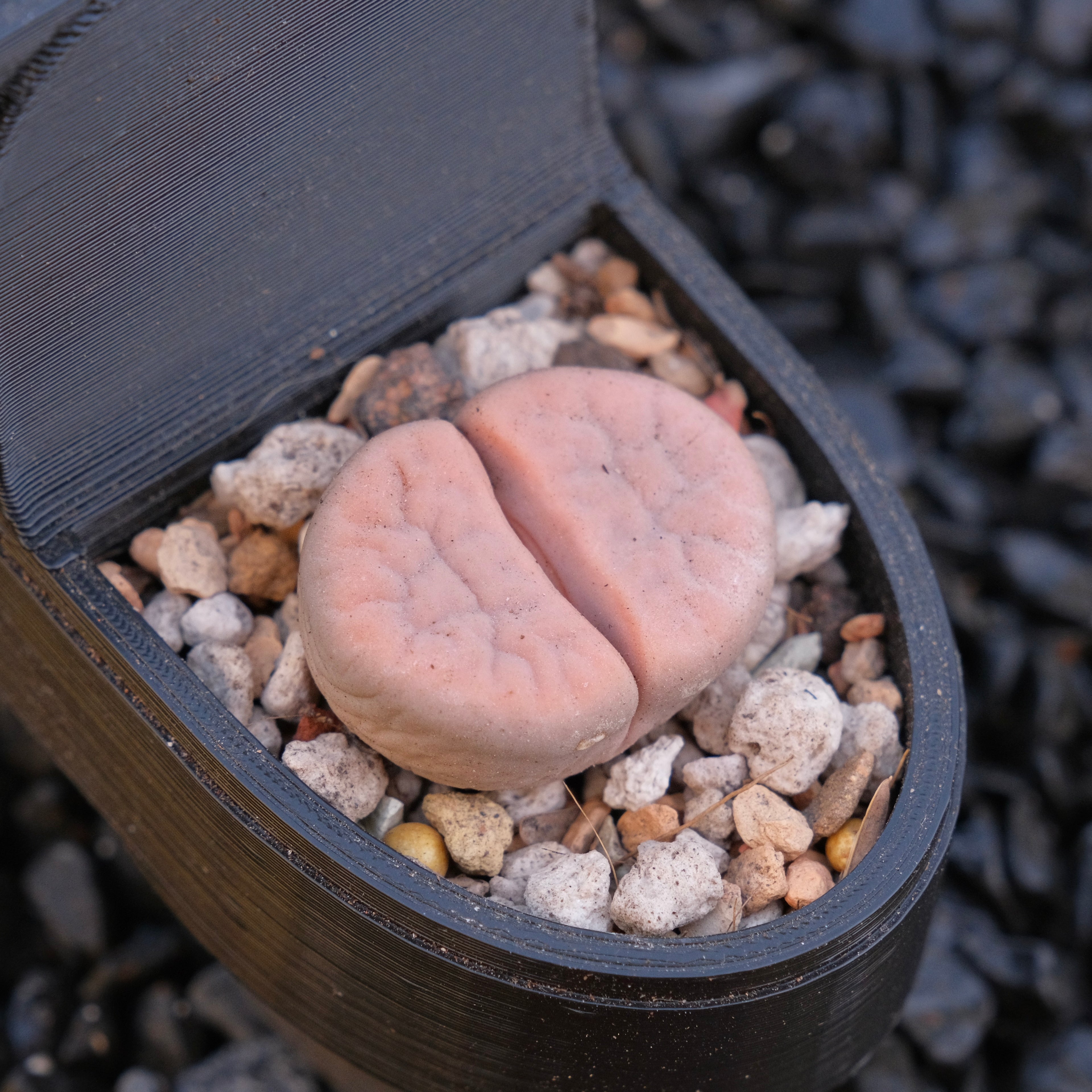 Lithops and Toilet Pot Locally Grown Succulent Plant