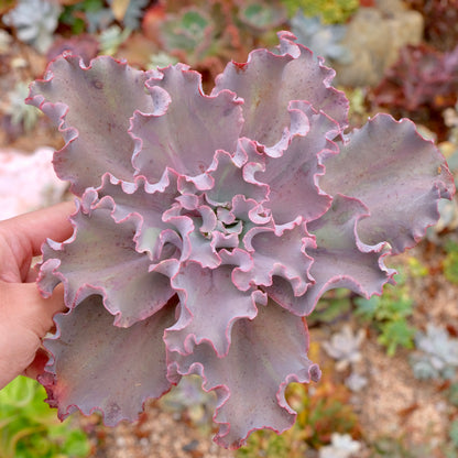 Variegated Echeveria Fury Succulent Plant