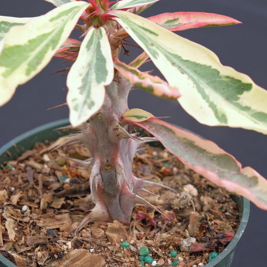 Variegated Euphorbia milii &