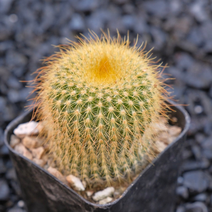 Parodia leninghausii Golden Ball Cactus Succulent Plant