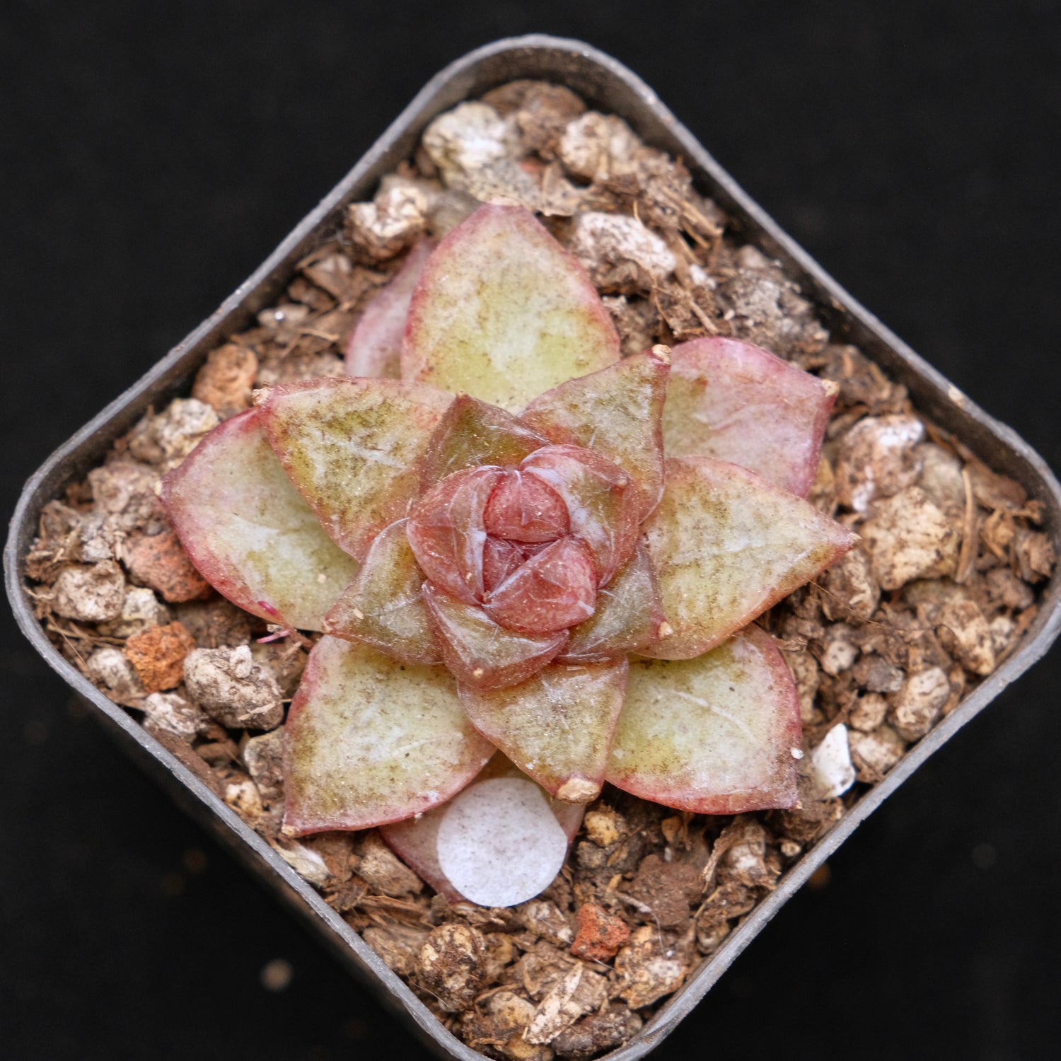 Echeveria Organic Pink Korean Succulent Plant