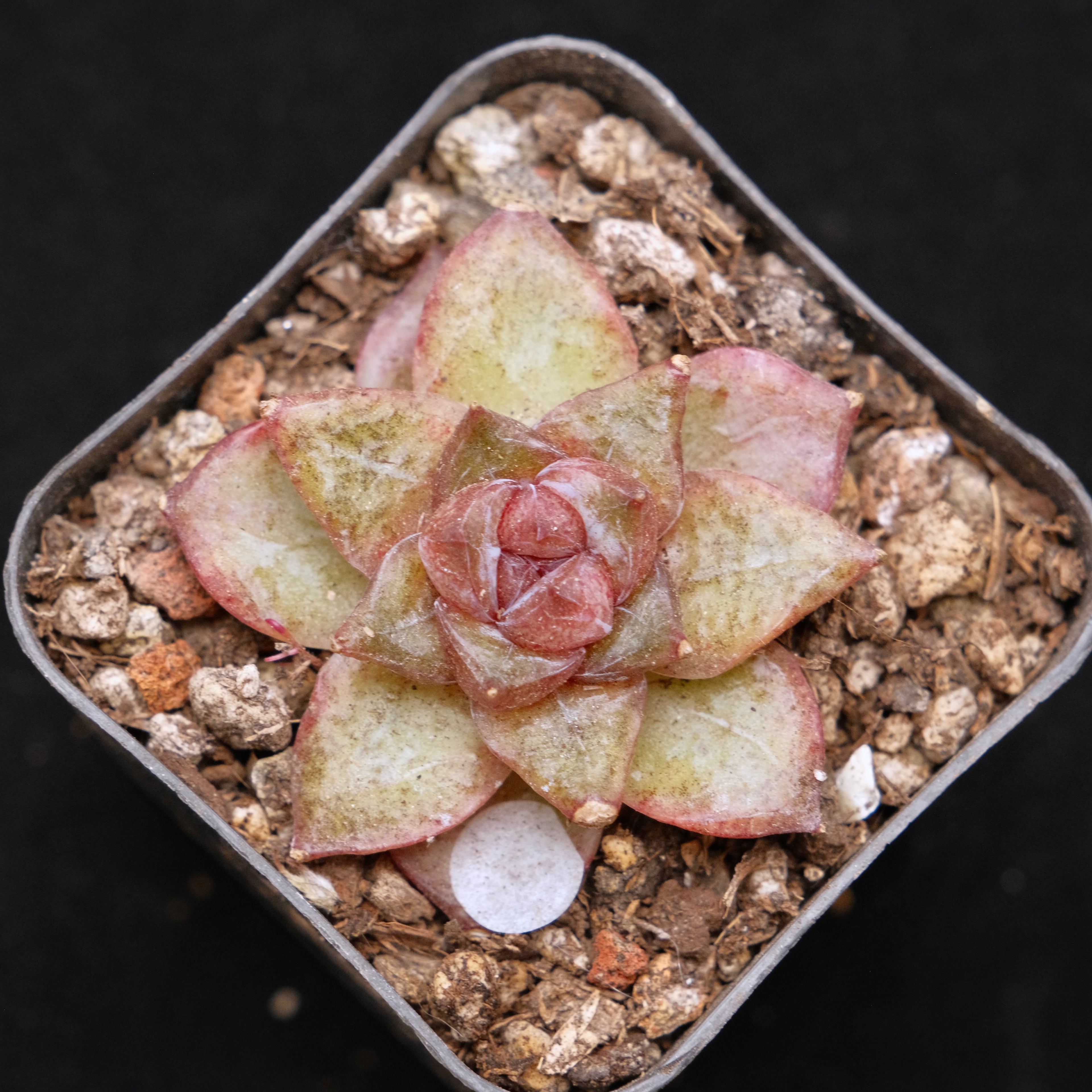 Echeveria Organic Pink Korean Succulent Plant