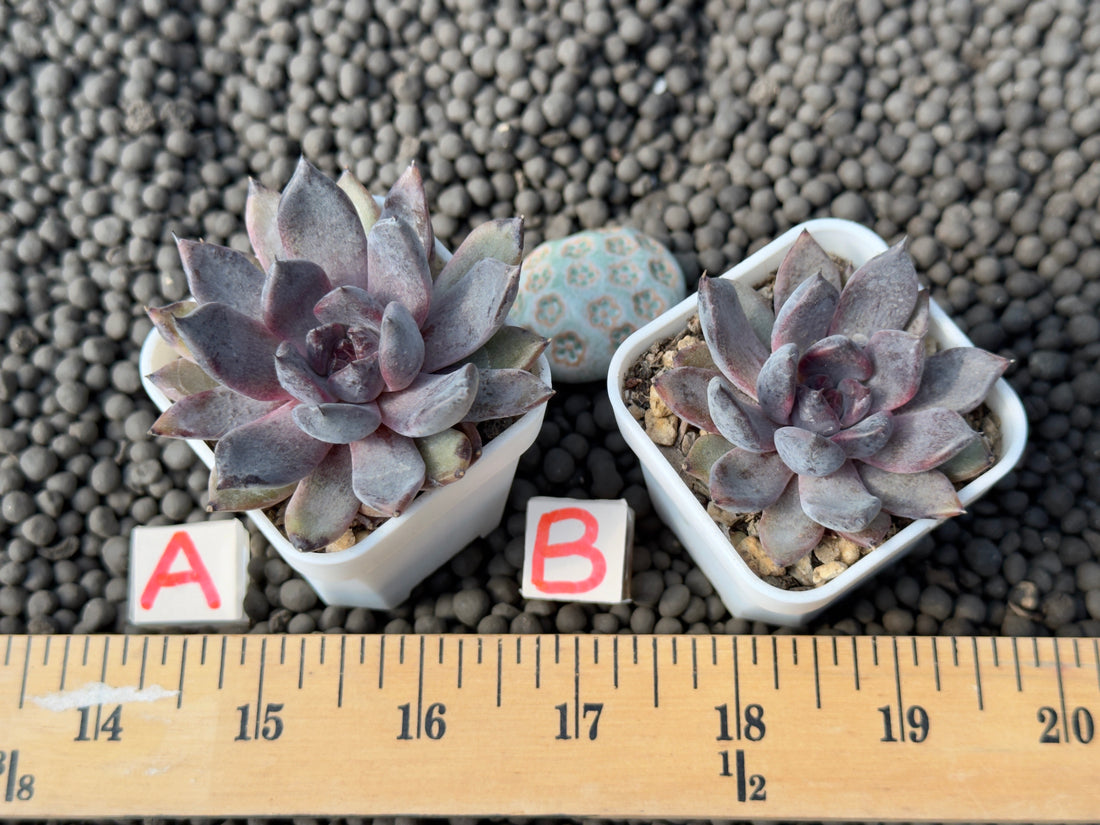 Echeveria Black Zaragoza Korean Succulent Plant Changhee hybrid