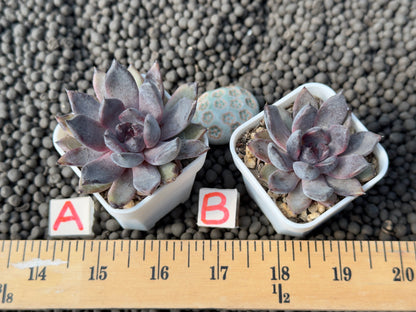 Echeveria Black Zaragoza Korean Succulent Plant Changhee hybrid