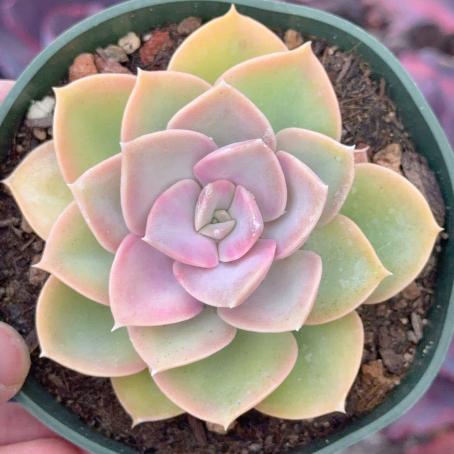 Echeveria Green Perle Succulent Plant