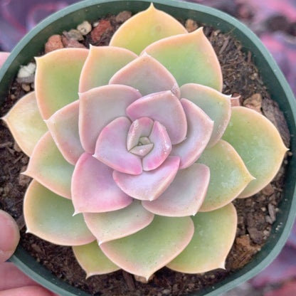 Echeveria Green Perle Succulent Plant
