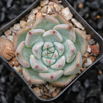 Echeveria Sato Changhee Hybrid Korean Succulent Plant