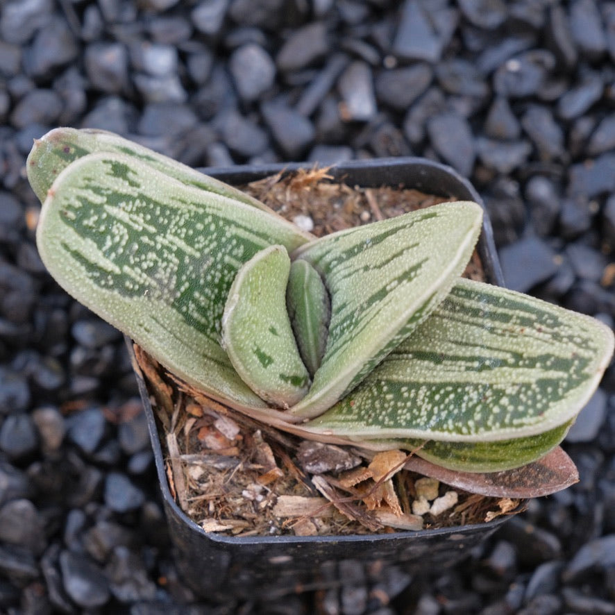 Gasteria Little Warty Locally Grown Succulent Plant