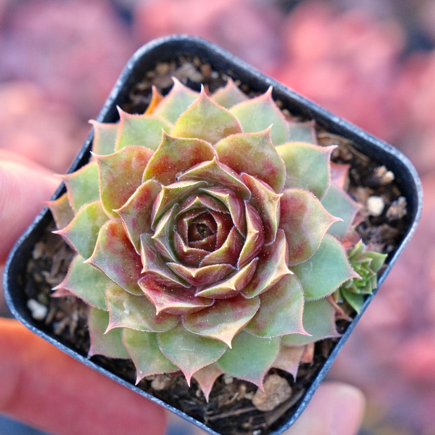 Sempervivum Jungle Fire Succulent Plant