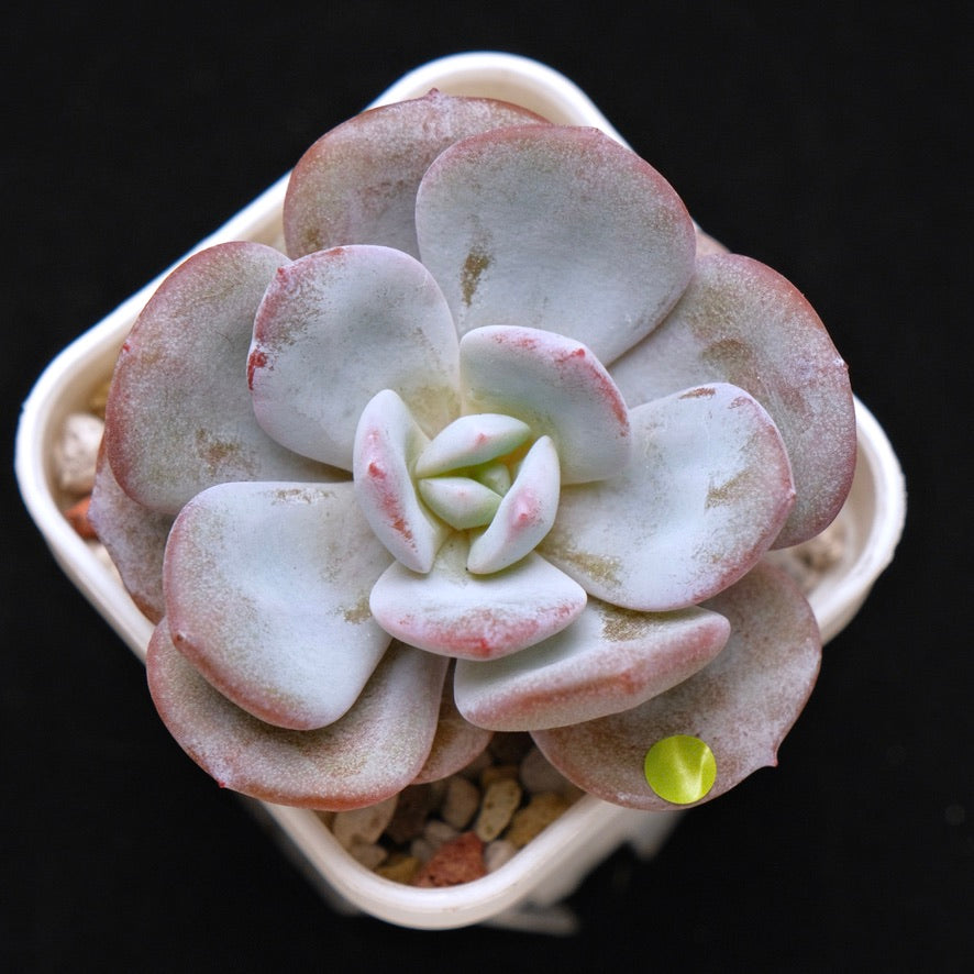 Echeveria Cream Tea hybrid Korean Succulent Plant