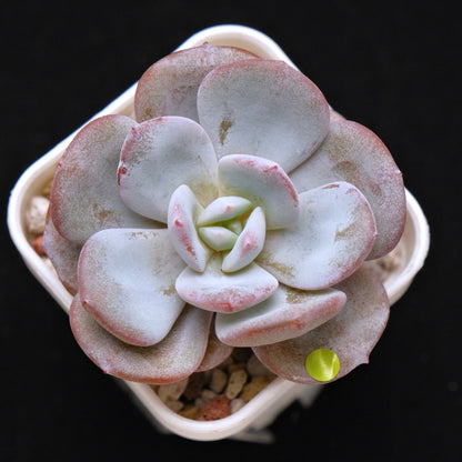 Echeveria Cream Tea hybrid Korean Succulent Plant