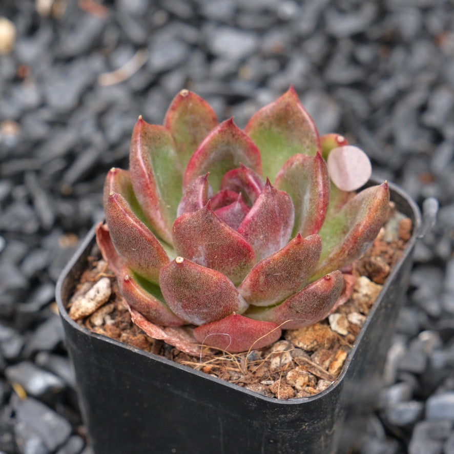 Echeveria Sauvignon Wine B Korean Succulent Plant