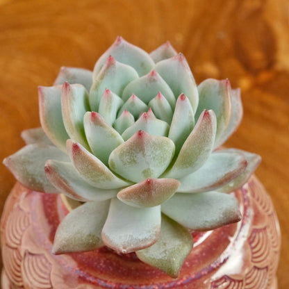 Echeveria Blue Bird Korean Succulent Plant