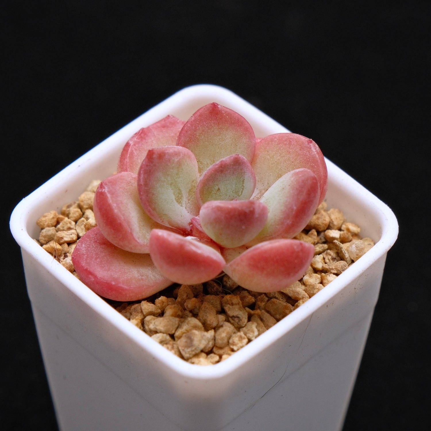 Echeveria Yves Saint Rose Korean Succulent Plant