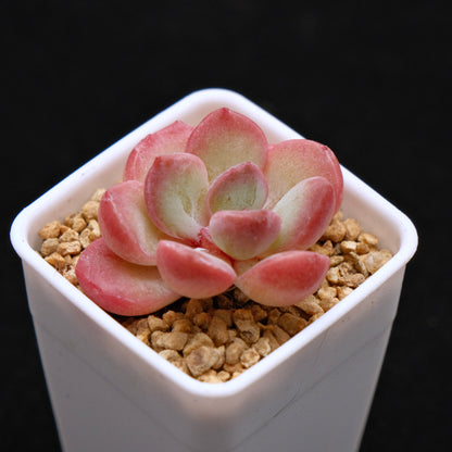 Echeveria Yves Saint Rose Korean Succulent Plant