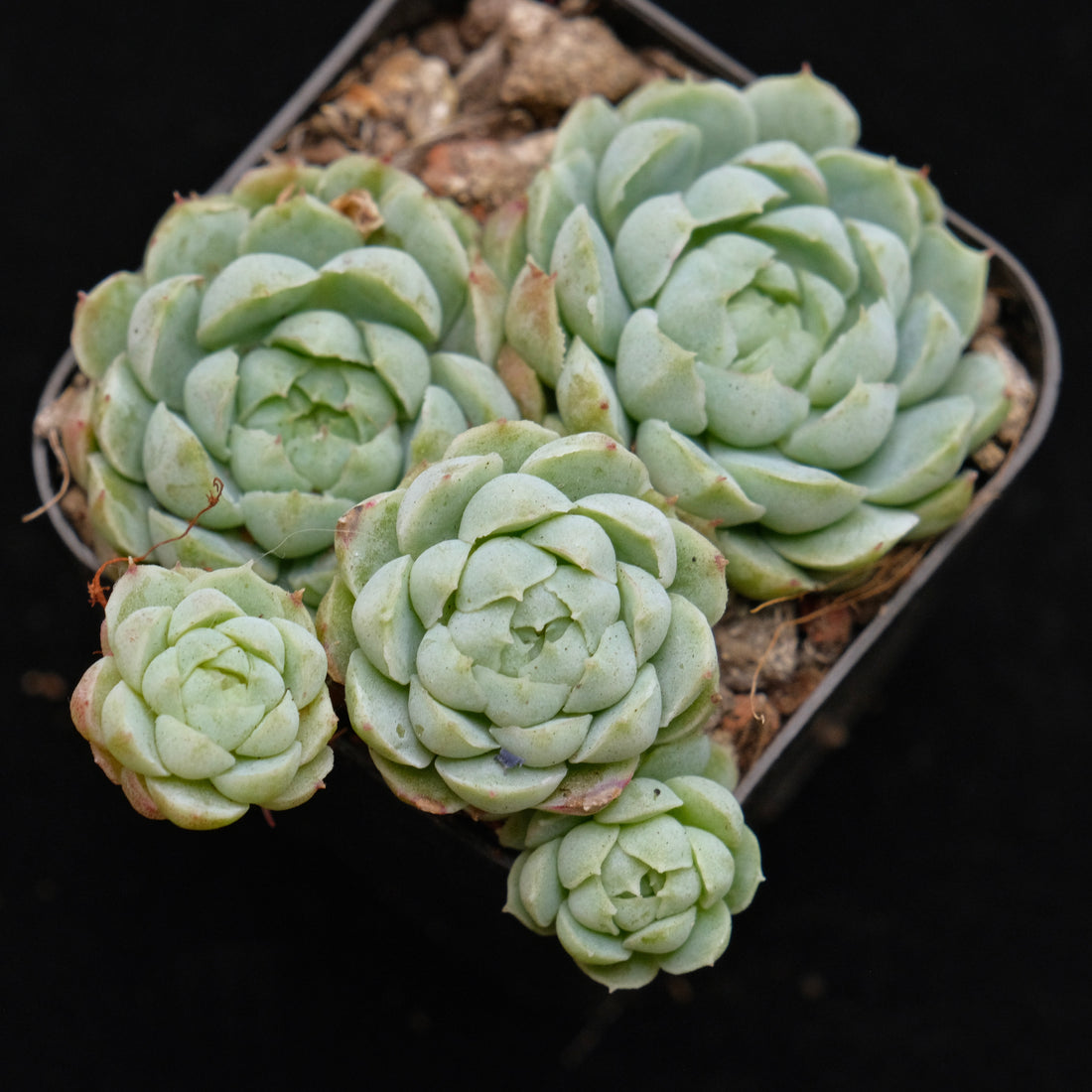 Echeveria Sugar Princess Korean Succulent Plant