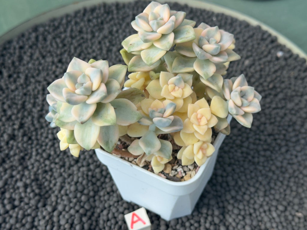 Variegated Gratpoveria Titubans Imported Succulent Plant