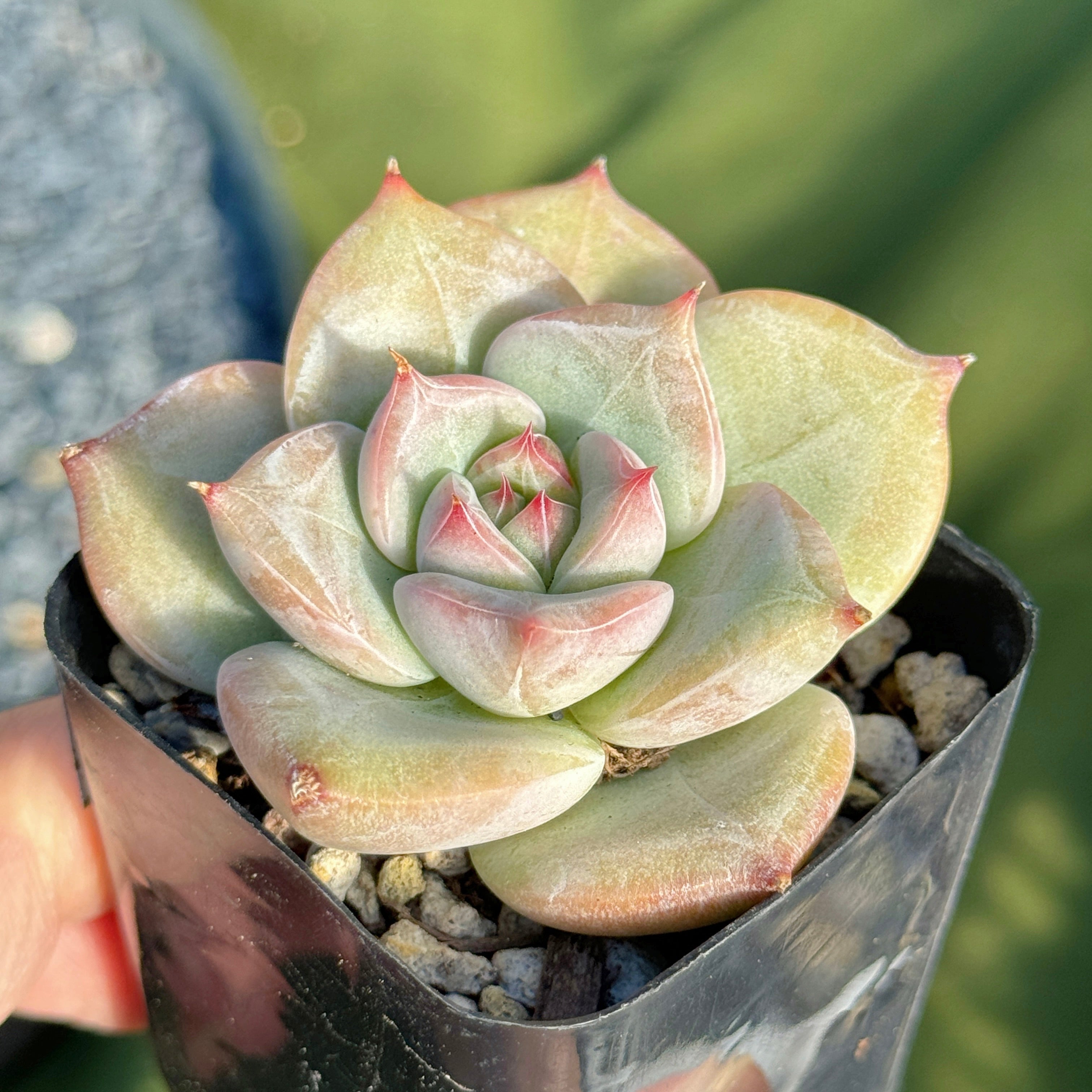 Echeveria Ice Muscle Korean Succulent Plant