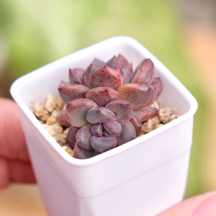 Echeveria Boracay Korean Succulent Plant