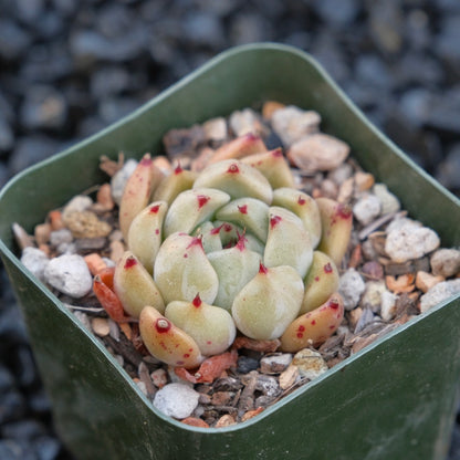 Echeveria Sarahime hybrid A Changhee hybrid Korean Succulent Plant
