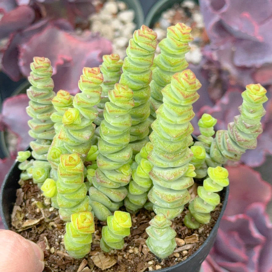 Crassula marnieriana Succulent Plant