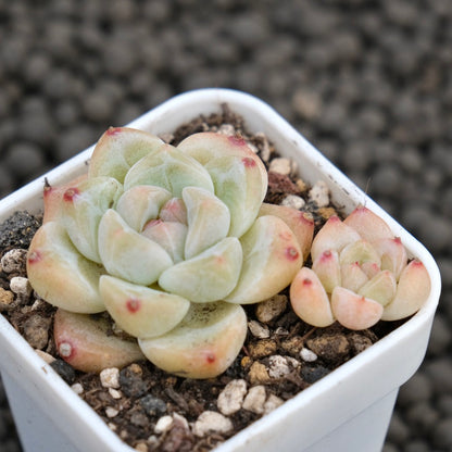 Echeveria Snow Orange Imported Succulent Plant