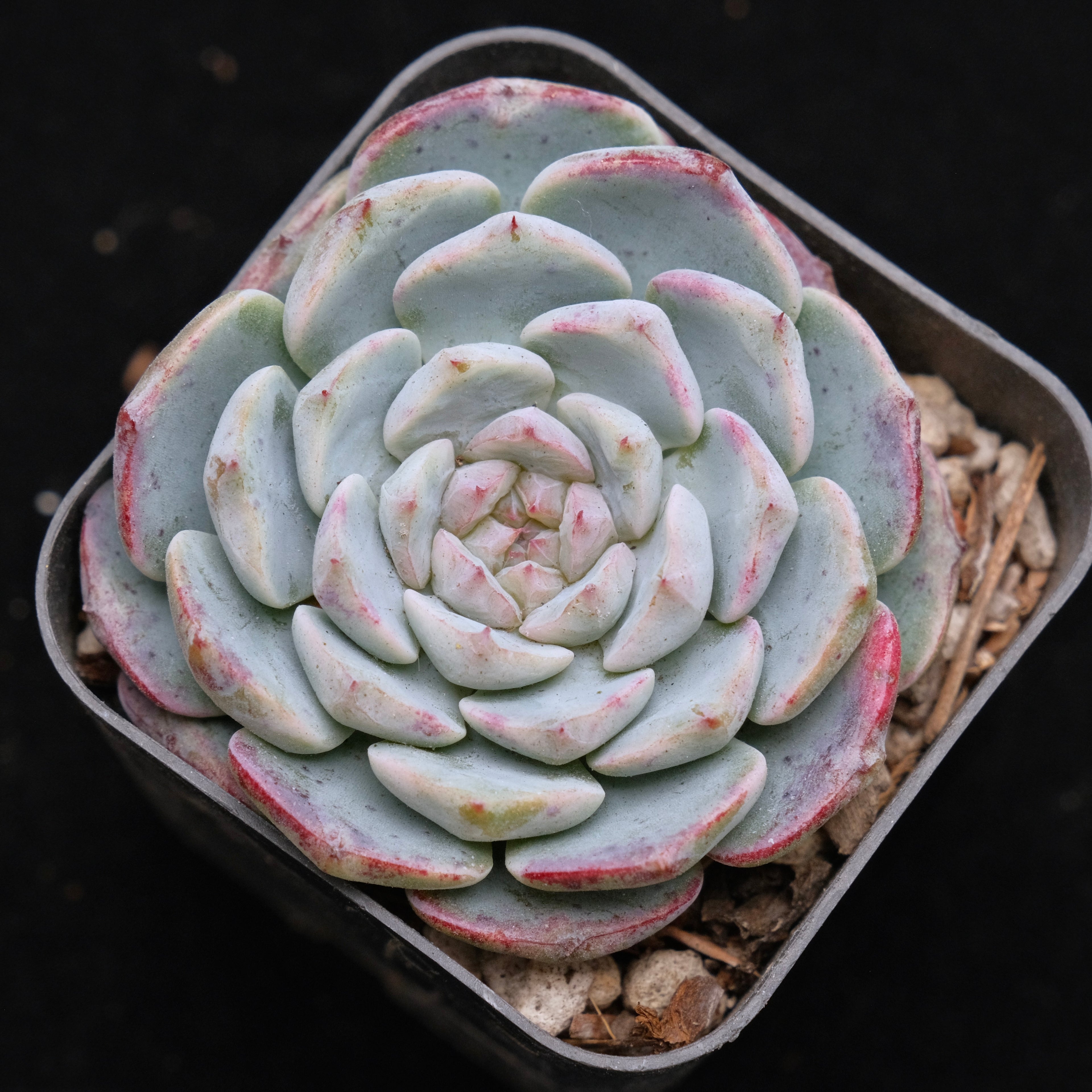 Echeveria Michelin Korean Succulent Plant Changhee hybrid