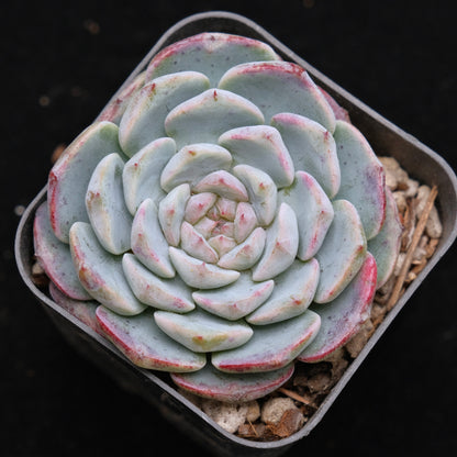 Echeveria Michelin Korean Succulent Plant Changhee hybrid