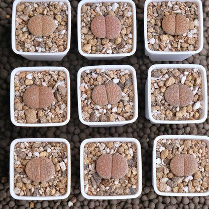 Lithops fulviceps Imported Succulent Plant - random