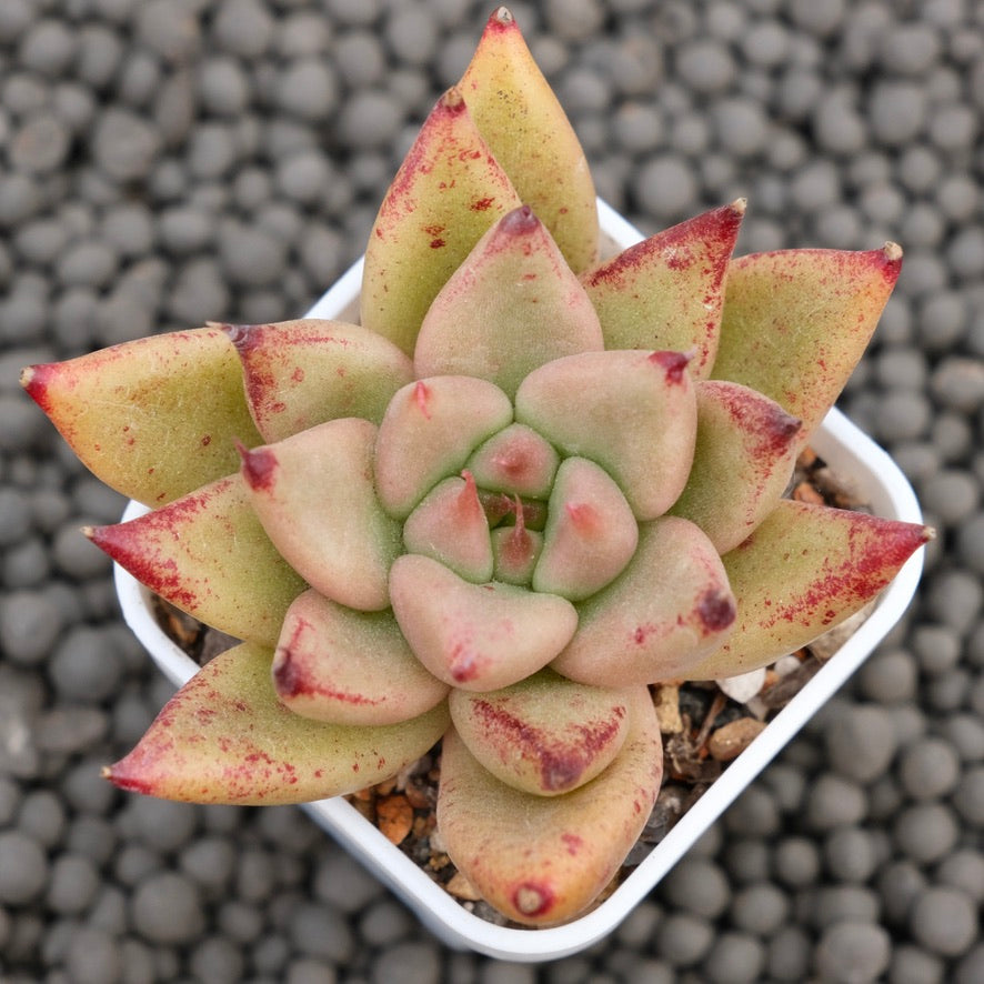 Echeveria Gumiho Korean Succulent Plant Mam and Sister Hybrid