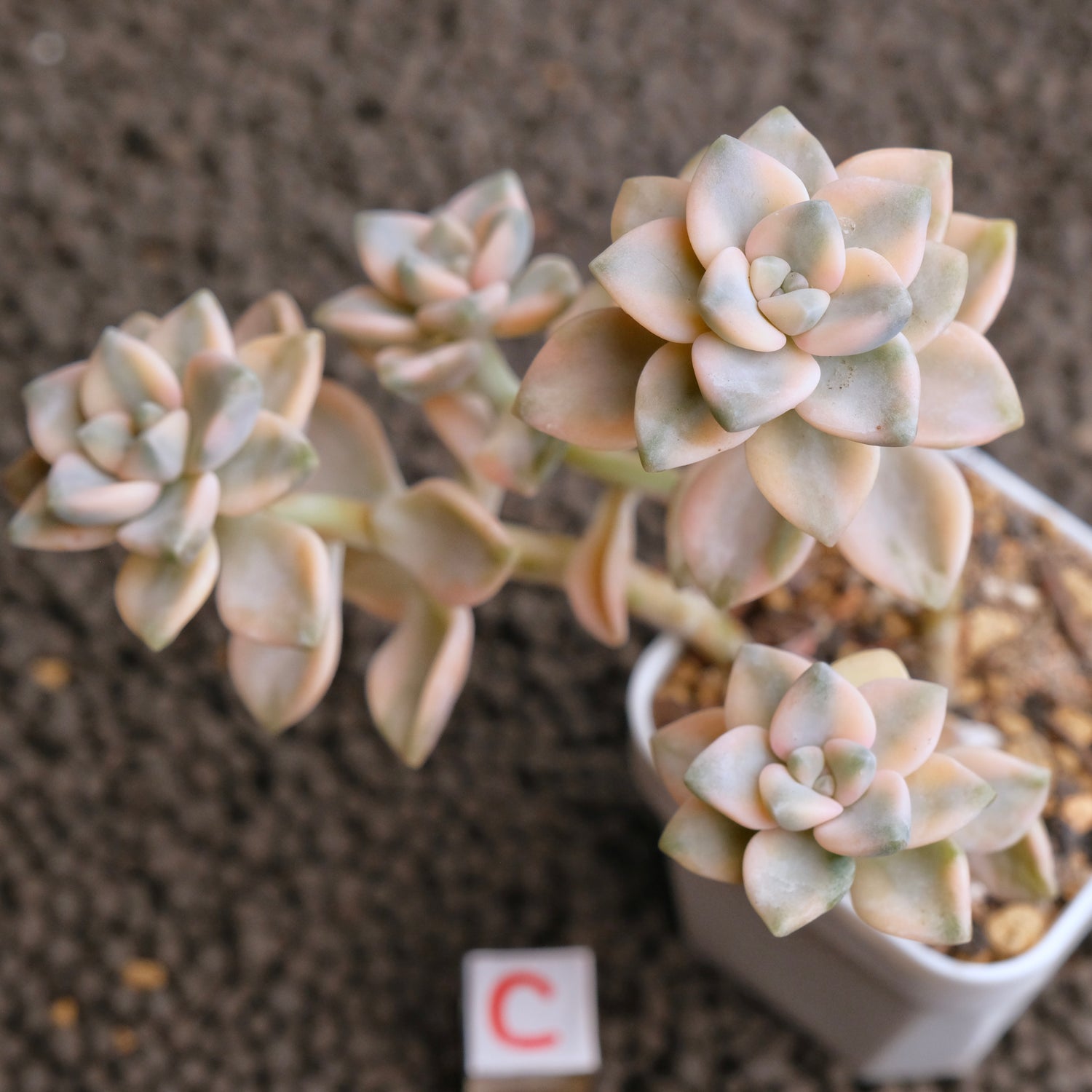 Graptoveria Titubans variegated Imported Succulent Plant - C