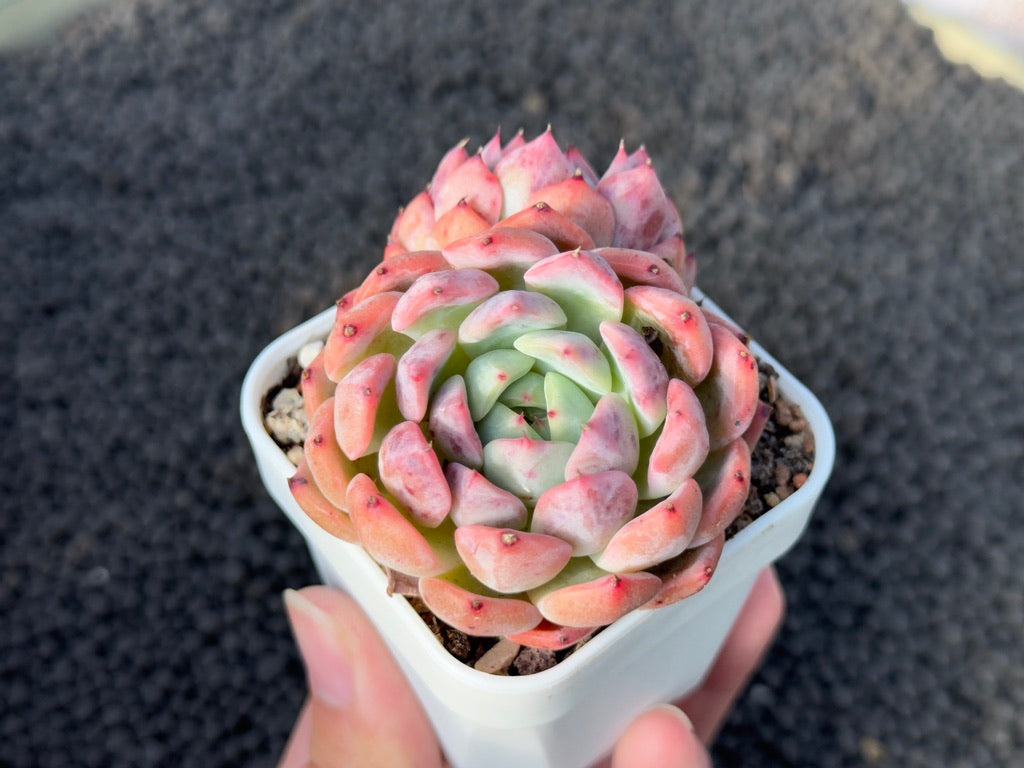 Echeveria Zara Pink Imported Succulent Plant