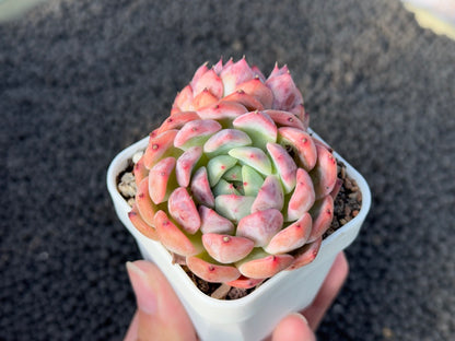 Echeveria Zara Pink Imported Succulent Plant