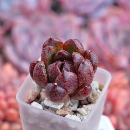 Echeveria Black Rose hyb baby Korean Succulent Plant