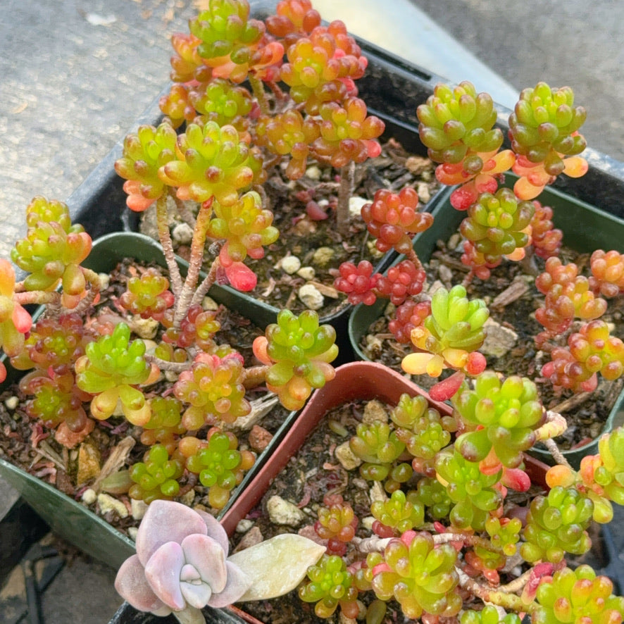 mini me succulent Sedum 'Mini me' Succulent Plant