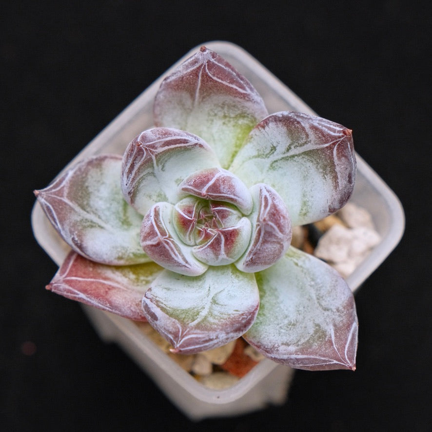 Echeveria Black Sabbath Korean Succulent Plant